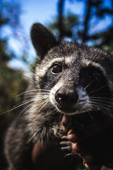 portrait of a raccoon