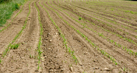 Fototapeta na wymiar Dry agricultural field with young green shoots of plants.