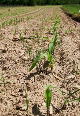 Dry agricultural field, close-up of young green shoots of plants.