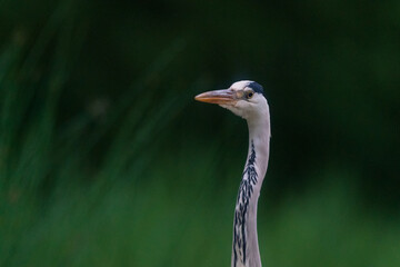 The grey heron (Ardea cinerea)