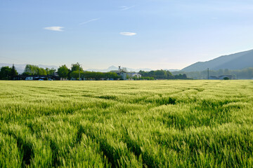 Fototapeta na wymiar landscape of a wheat field with the first rays of the morning sun. Vall den Bas, Garrotxa, Girona.