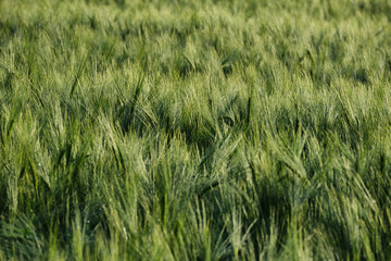 landscape of a wheat field with the first rays of the morning sun. Vall den Bas, Garrotxa, Girona.