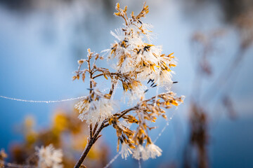 frosted leaves
