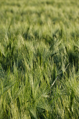 Detail of fields of wheat ears, background
