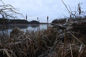 Frost on reeds near lake