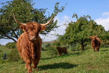Drei schottische Hochandkühe mit einem starken Bullen im Vordergrund, einer Kuh und einem Kalb (Bos taurus) - obrazy, fototapety, plakaty