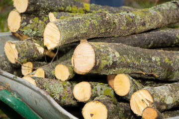 Fototapeta premium Background of dry firewood, logs stacked on top of each other in a pile