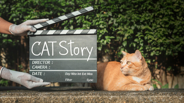 Cat story, text title on movie Clapper board