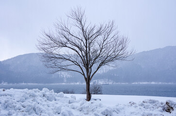 Fototapeta na wymiar 冬の余呉湖の湖畔に立つ木