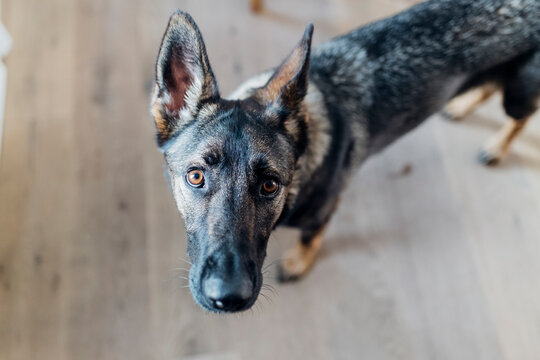German shepherd dog staring at apartment