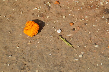Remnants of marigold flower and rice grains offerings after the Ganesh Chaturthi or Vinayak Chaturthi a traditional Hindu Festival