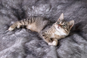 Little gray-brown Cat lies on gray fur and rests. Cute kitten close up. Cat with green eyes. Tabby. Pet care. Horizontal photo. Top view.