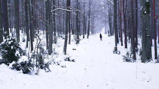 Person walking in winter snowy forest. Zatory, Poland, Europe.