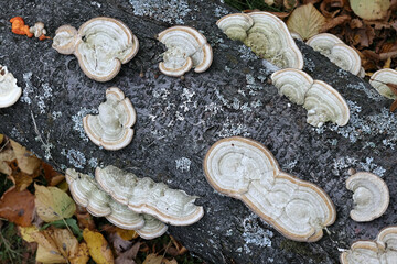Cerrena unicolor, known as mossy maze polypore 