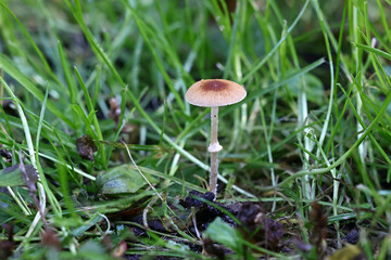 Pholiotina arrhenii, also known as Conocybe arrhenii, the ringed conecap 