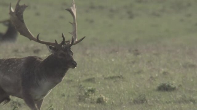 fallow deer rutting season