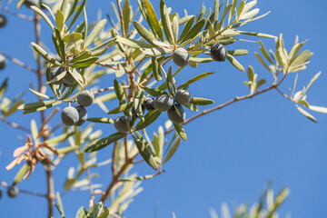 Branch of olive tree with fruits and leaves