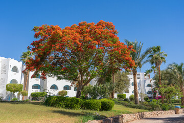 Red peacock flowers or the flame tree, royal poinciana on blue sky background near beach, Sharm El Sheikh, Egypt, Africa