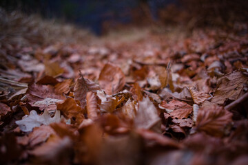 foglie autunno