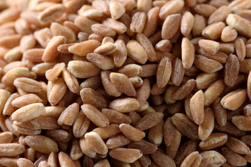 Primo piano di farro perlato crudo, cibo vegetariano