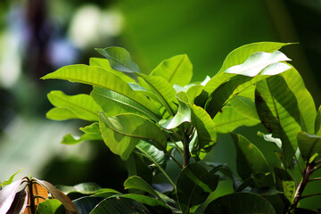 leaf image in the morning day