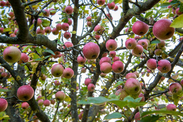 reife Äpfel am Baum hängend