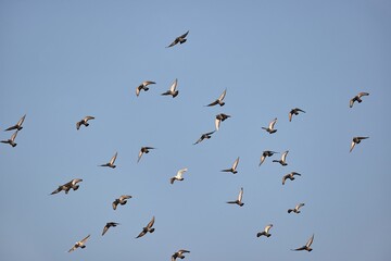Birds flying in cloudy sky