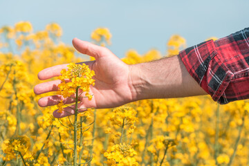 Male farmer hand touching blooming rapeseed crops in field