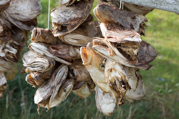Dried cod heads close up, Norway