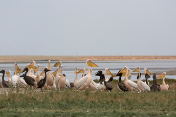 Fototapeta premium Pink pelicans with chicks on the shore of Lake Manich-Gudilo in Kalmykia, Russia