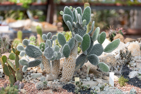 Various cactuses close up grow among stones