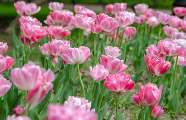 Blooming pink tulips in the park near St. Isaac's Cathedral in St. Petersburg