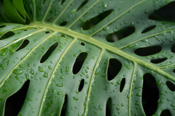 Fototapeta na wymiar Close up of Monstera Deliciosa leaf with water droplet