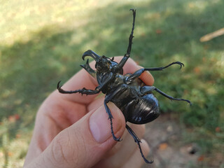 Rhinoceros beetle upside down, turned on its back. Man holds in his fingers