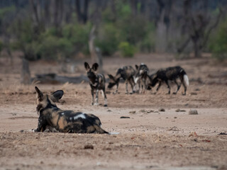 Pack of wild dogs, facing towards camera with one lying down in foreground facing away