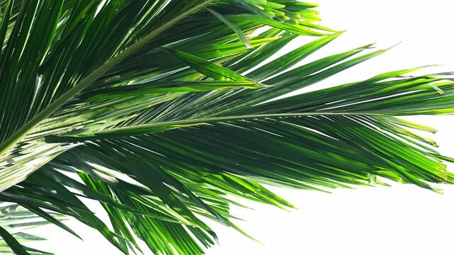 Background of tropical palm leaves swaying in the breeze with patterns forming from their shape and the way sunlight and shadow is falling on the leaves.