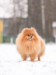 A beautiful thoroughbred Pomeranian spitz walking on a snowy yard.
