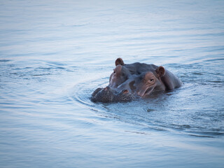Hippopotamus resting in water