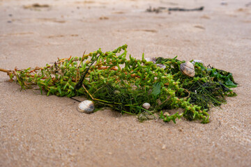 Seetang, Algen und Muscheln im Sand nach einem Sturm, am Nordseestrand von Cuxhaven Sahlenburg