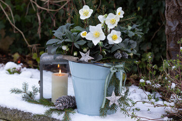 Winter-Gartendekoration mit Christrosen im vintage Topf und Laterne