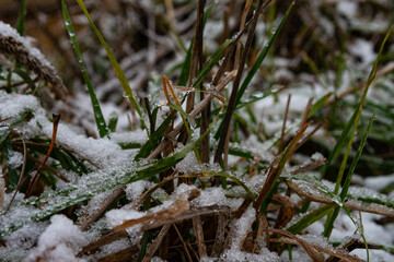 The grass is covered with white, the first snow. Still green grass stalks are covered with the first, white snow.