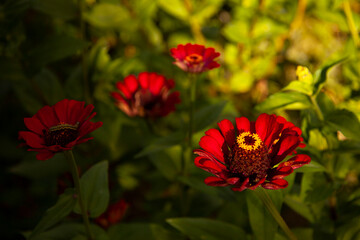 Blumen und Pflanzen im Garten 