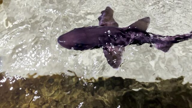 Grey Smooth Hound Shark Species in Underwater