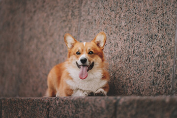 portrait of a dog