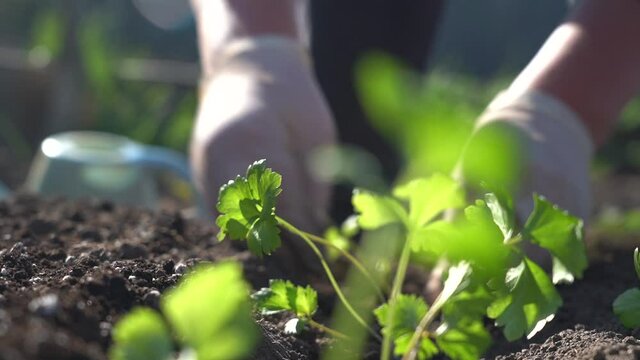 Plant the green young seedlings into the ground with your hands