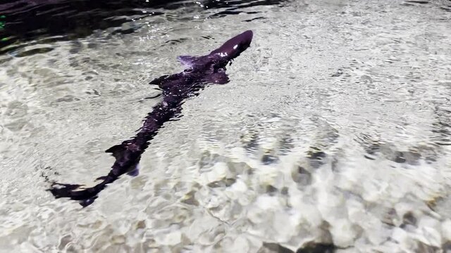 รูปภาพTriakidae เลือกดูภาพถ่ายสต็อก เวกเตอร์ และวิดีโอ222 Adobe Stock