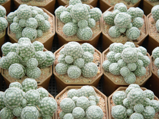 Fototapeta na wymiar Beautiful cactus arranged in a pot, top view.
