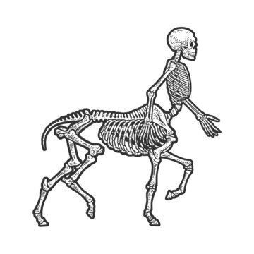 Centaur skeleton sketch engraving vector illustration. T-shirt apparel print design. Scratch board imitation. Black and white hand drawn image.