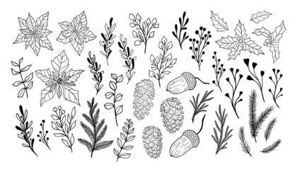 Christmas flora collection. Winter botanical illustration fir branch, tree, holly, poinsettia. Vector plant set isolated on white background. Mistletoe, pinecone and eucalyptus winter floral line art.