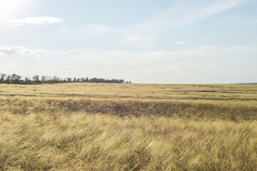 countryside landscape fields in summer with yellow dry grass august ukraine